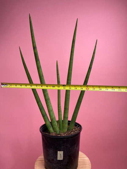 Sansevieria Cylindrica - 2FT Tall - The Succulent City