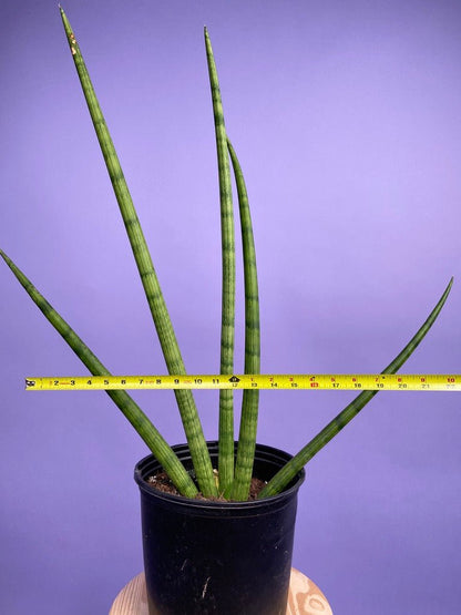 Sansevieria Cylindrica - 2FT Tall - The Succulent City