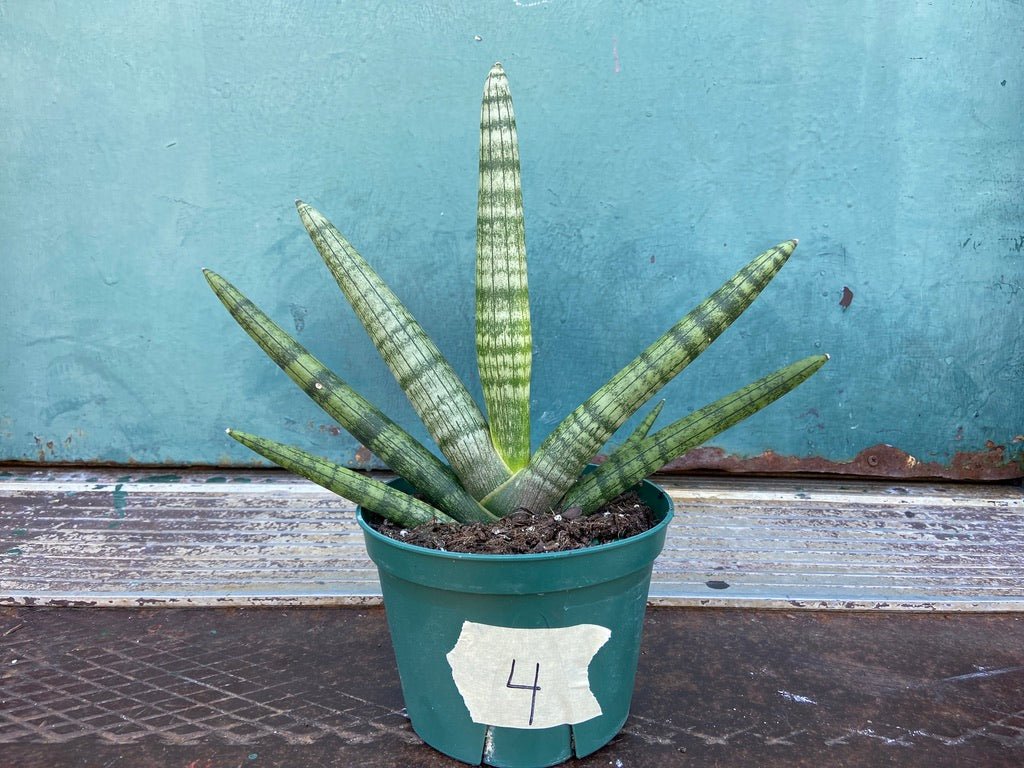 Sansevieria Cylindrica - 6" Pot - The Succulent City