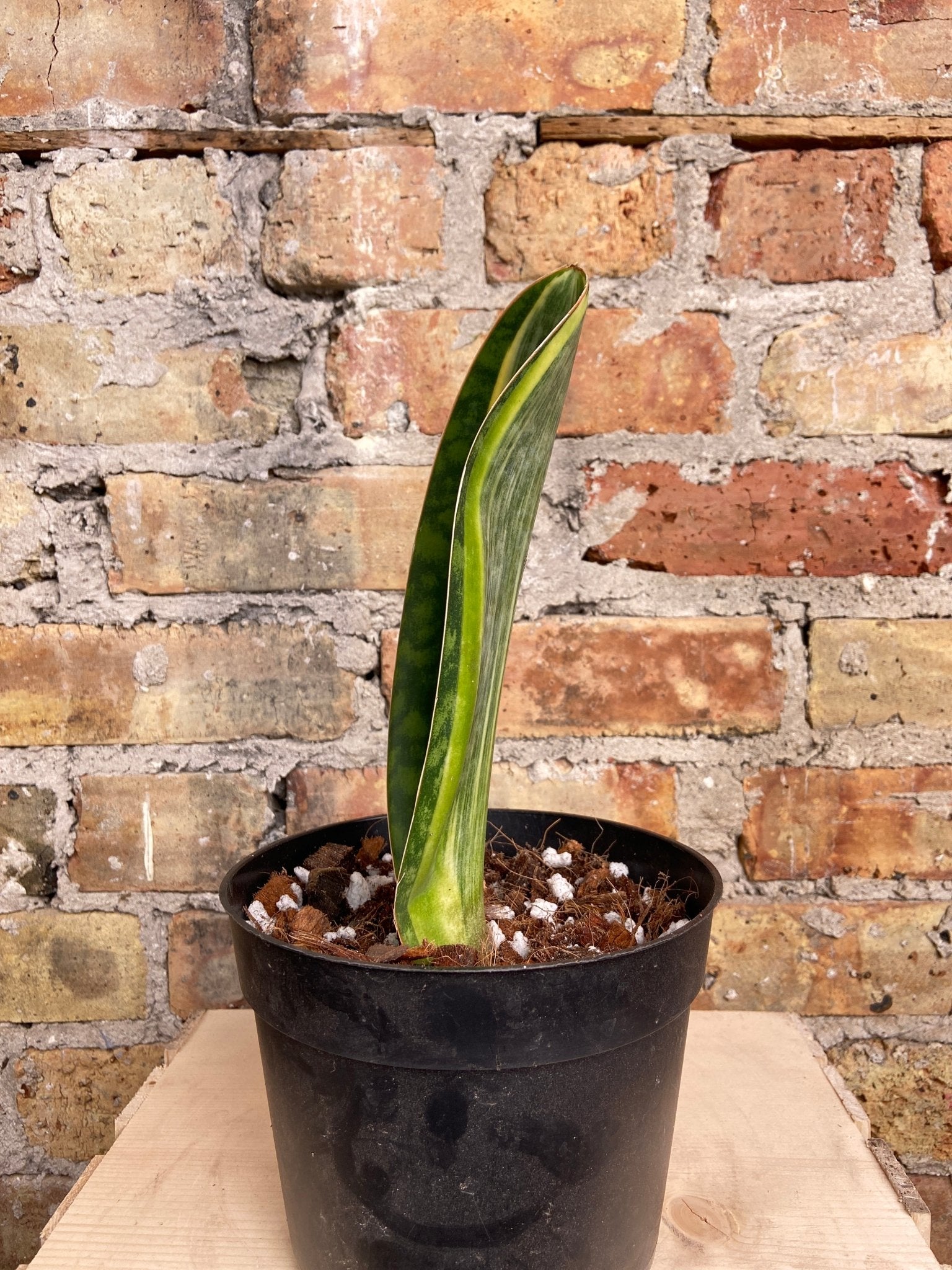 Sansevieria Masoniana "Whale Fin" (Variegated) - 1FT Tall - The Succulent City
