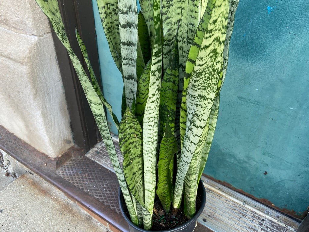 Sansevieria Zeylanica (Snake Plant) - 10" Pot - The Succulent City