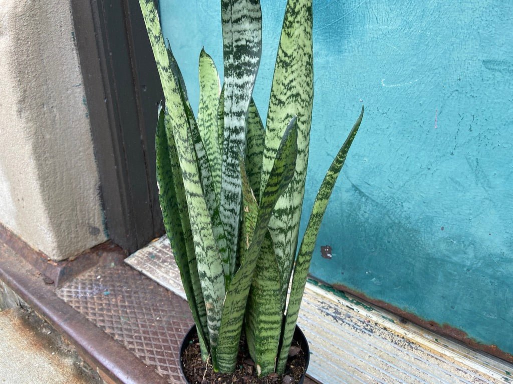 Sansevieria Zeylanica (Snake Plant) - 6" Pot - The Succulent City
