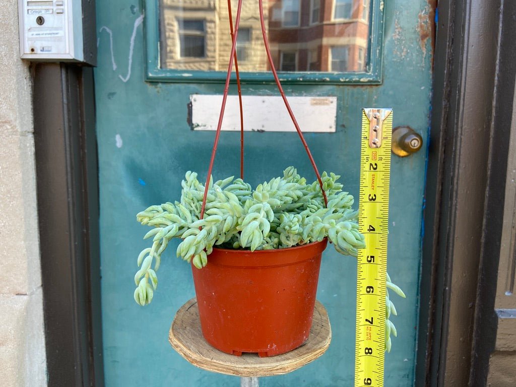 Sedeveria "Giant Burro's Tail" - 6" - The Succulent City