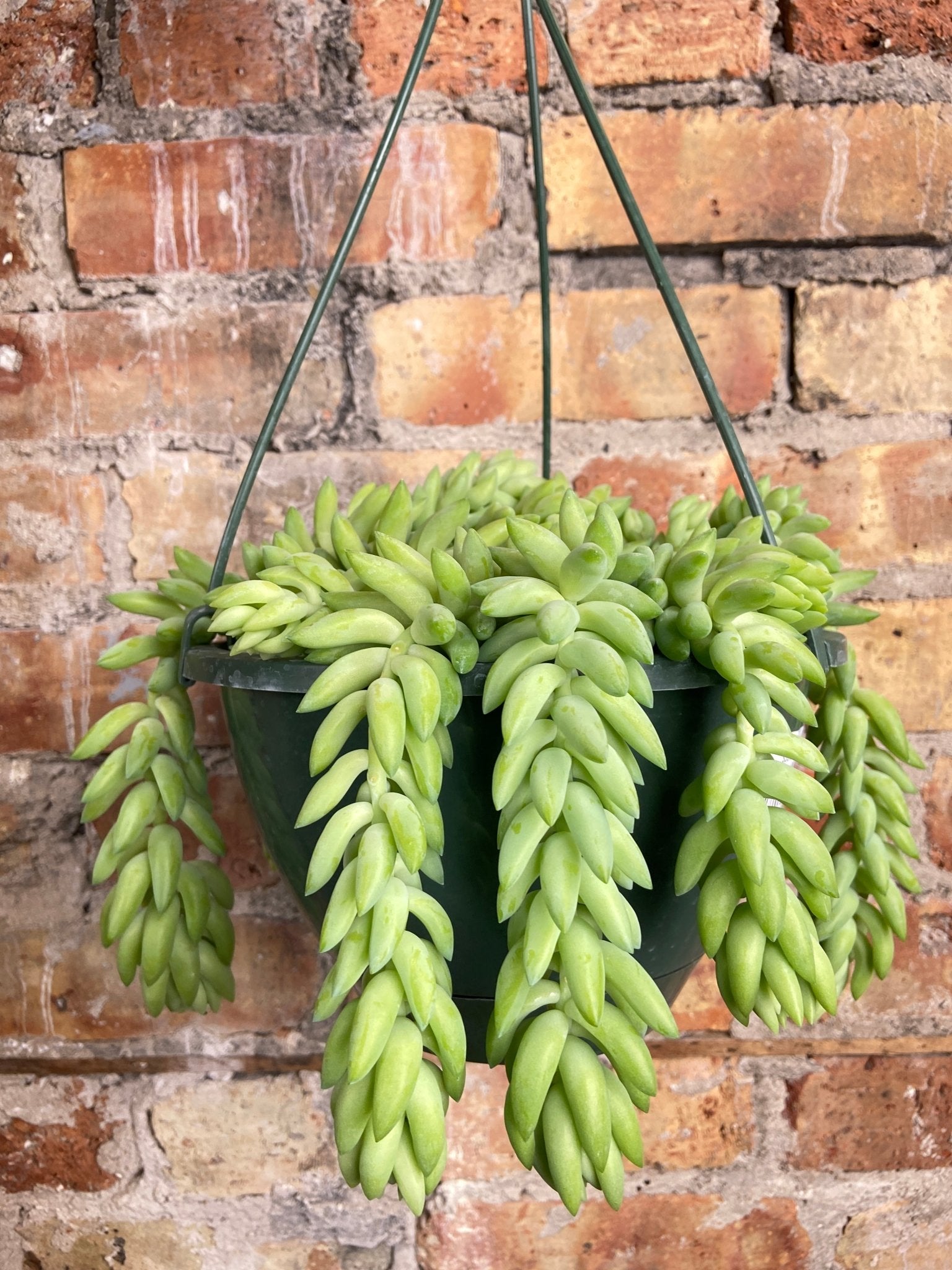 Sedeveria "Giant Burro's Tail" - 8" - The Succulent City