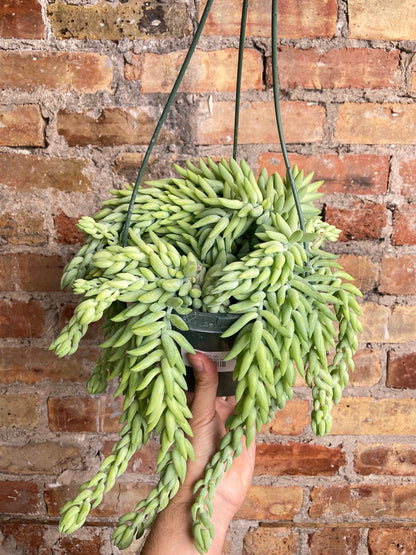 Sedeveria "Giant Burro's Tail" - 8" - The Succulent City