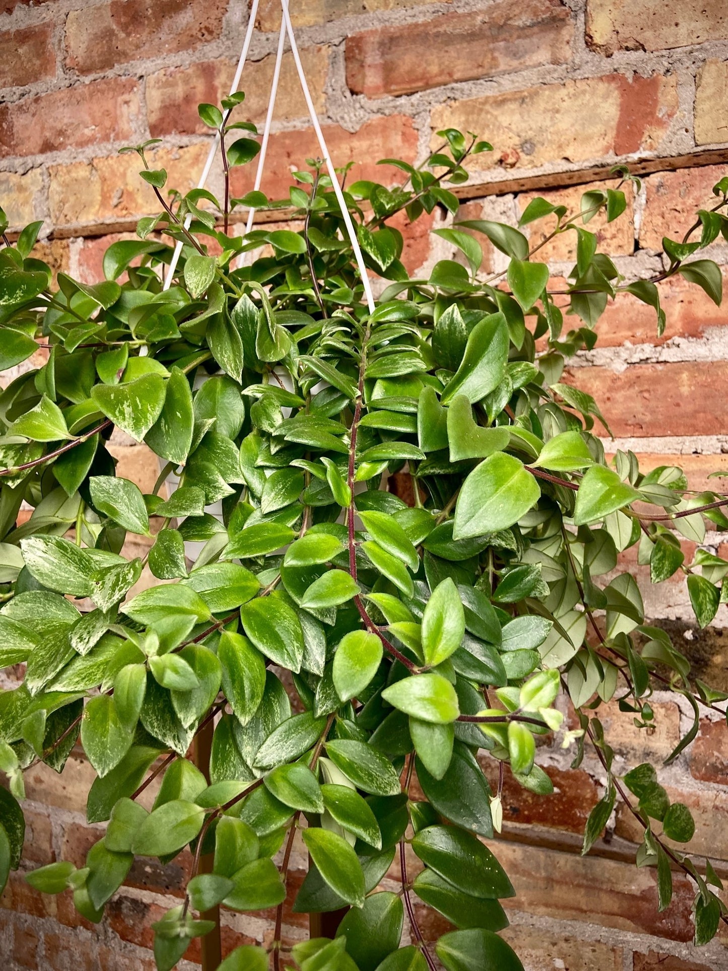 Variegated Lipstick Plant - 8" Hanging - The Succulent City