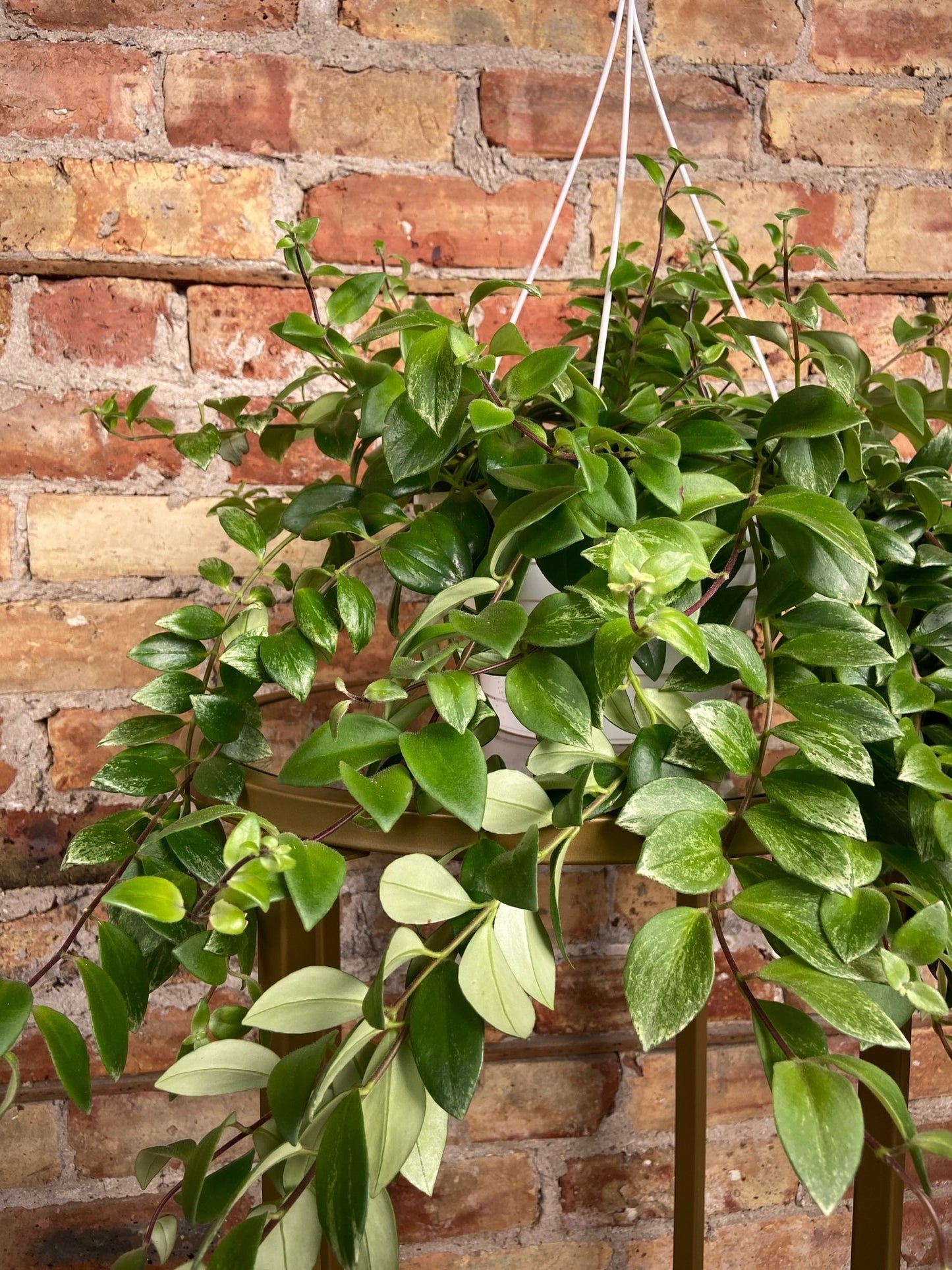 Variegated Lipstick Plant - 8" Hanging - The Succulent City